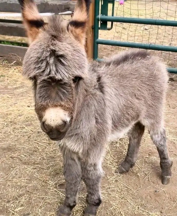 Donkey Image 3
