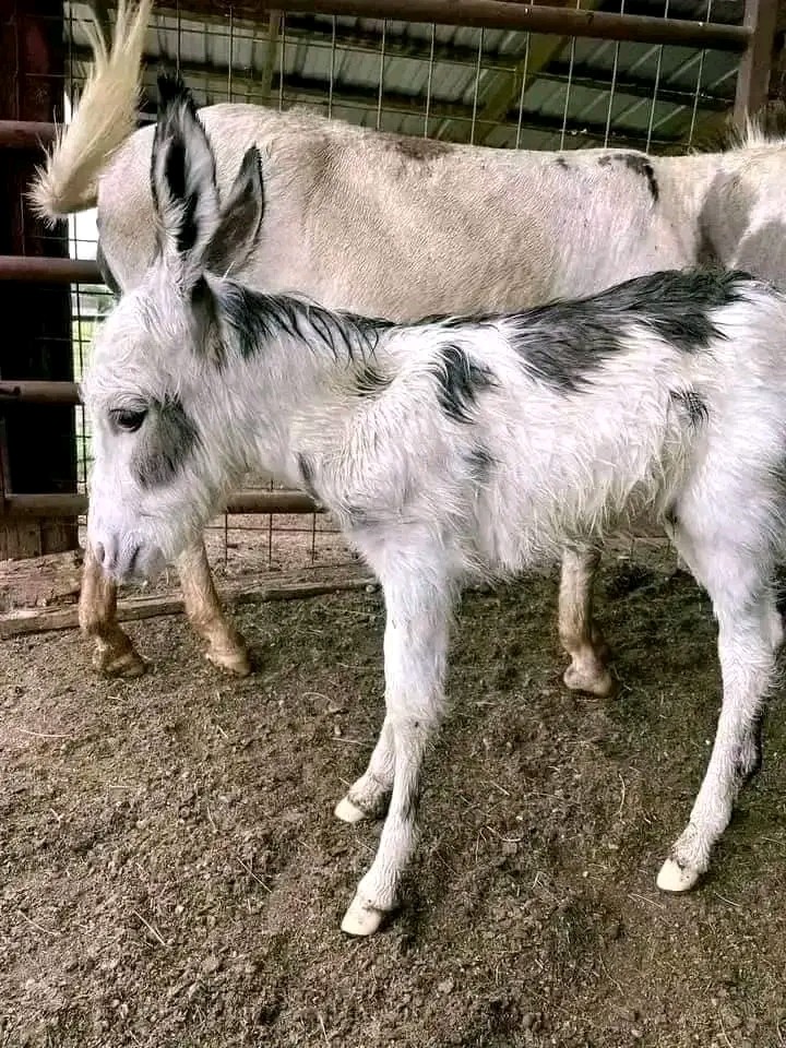Donkey Image 2