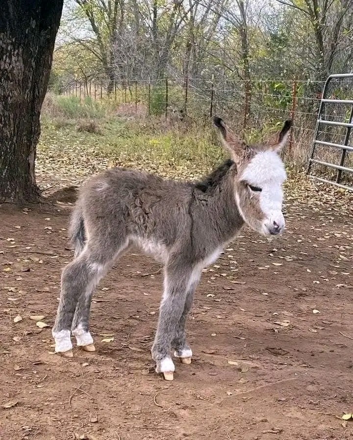 Donkey Image 3